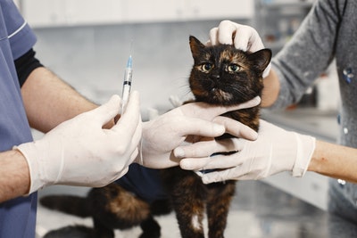 Annual Vaccinations - The Animal Clinic